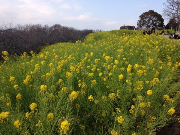 0302菜の花1