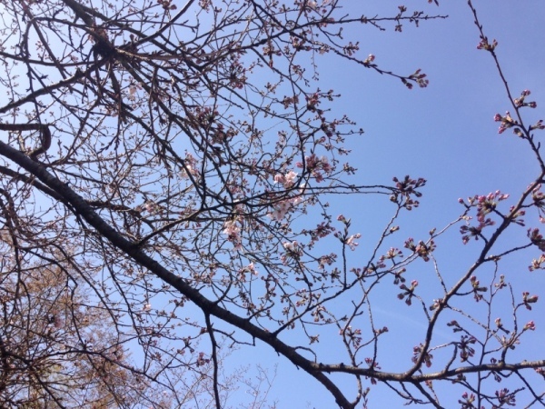 0322桜1