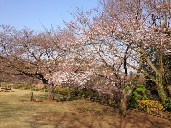 0326桜1