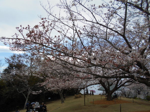 0401桜3