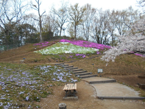 0401芝桜1