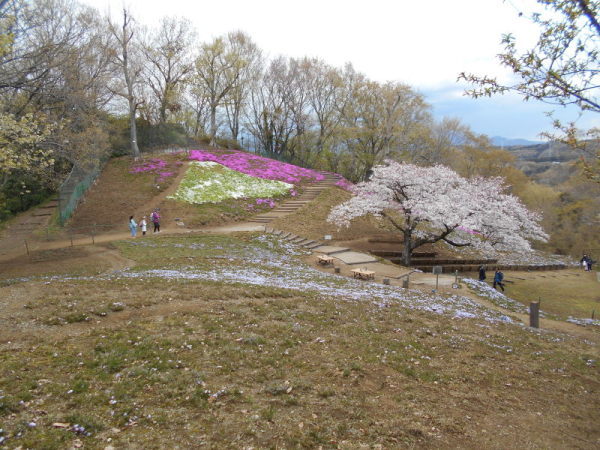 0401芝桜2