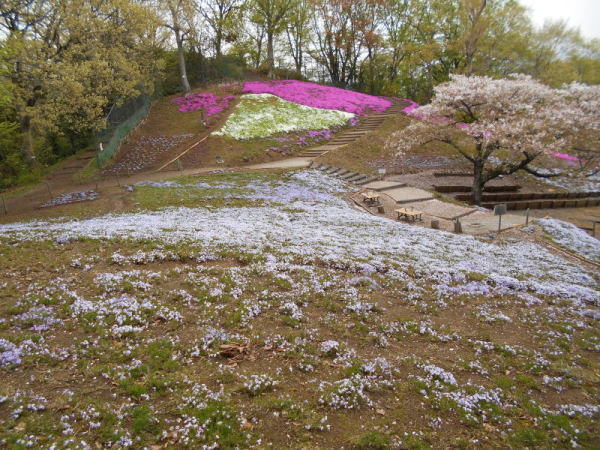 0412芝桜1