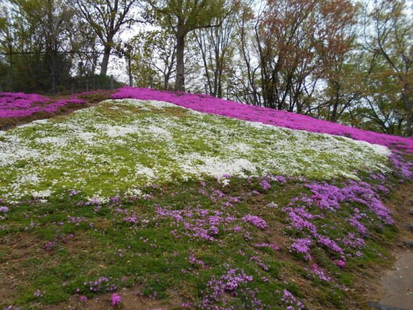 0412芝桜2