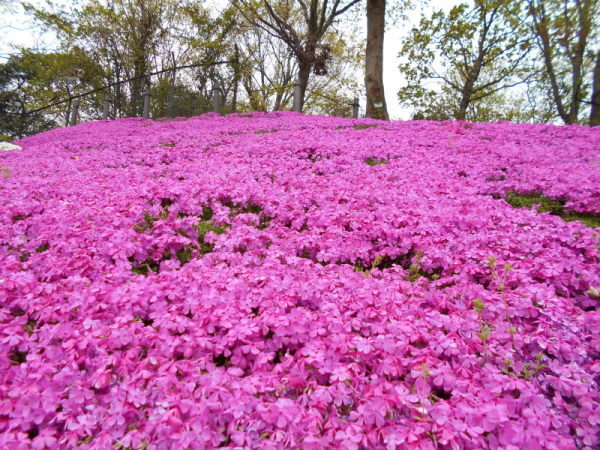 0412芝桜4