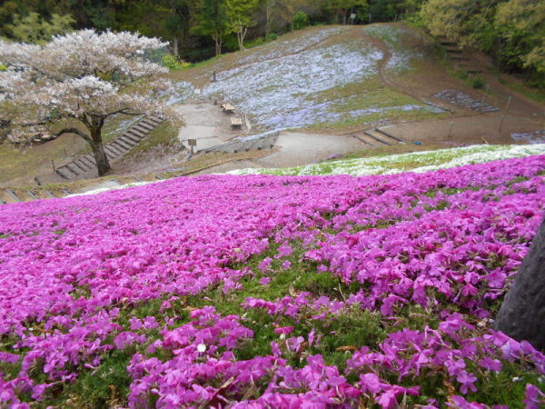 0412芝桜5