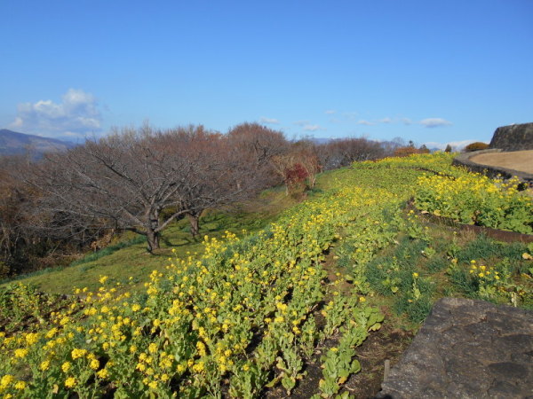 菜の花6