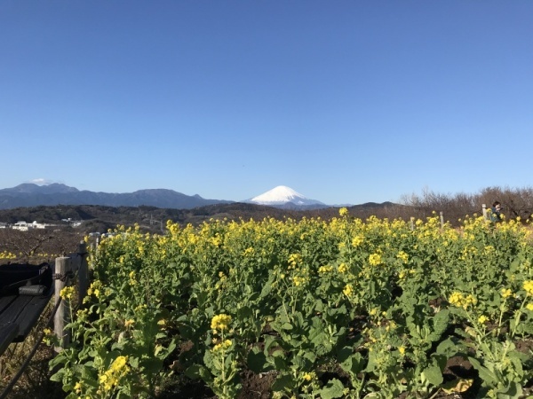 1月6日菜の花1