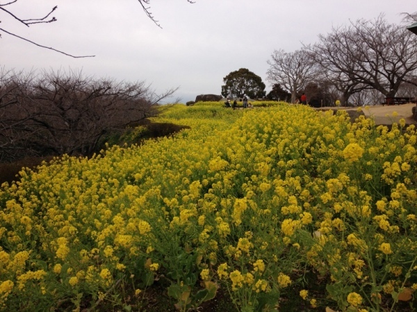 菜の花203