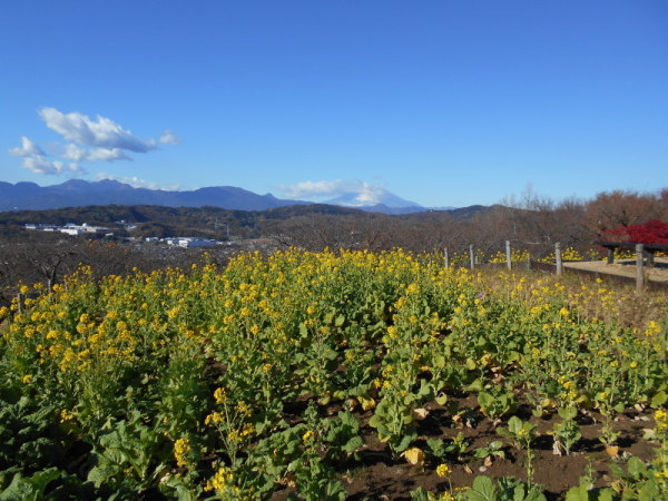 1217菜の花