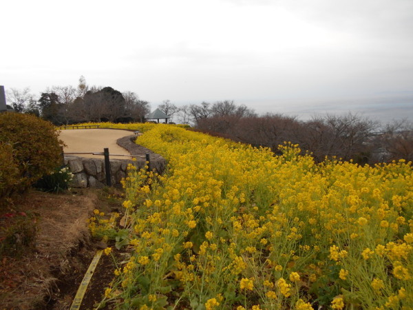 128菜の花1