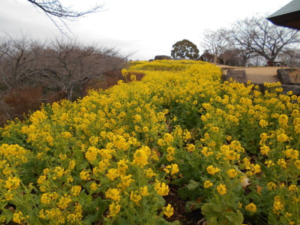 128菜の花3