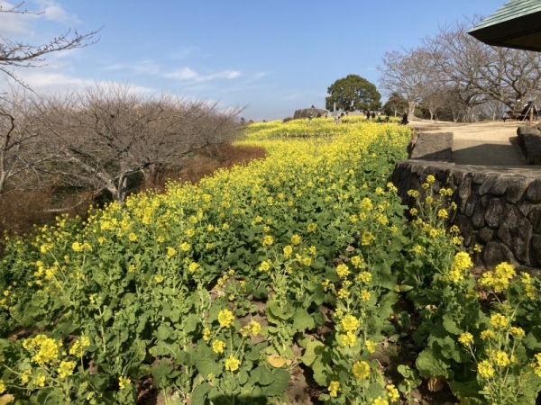 202116菜の花1