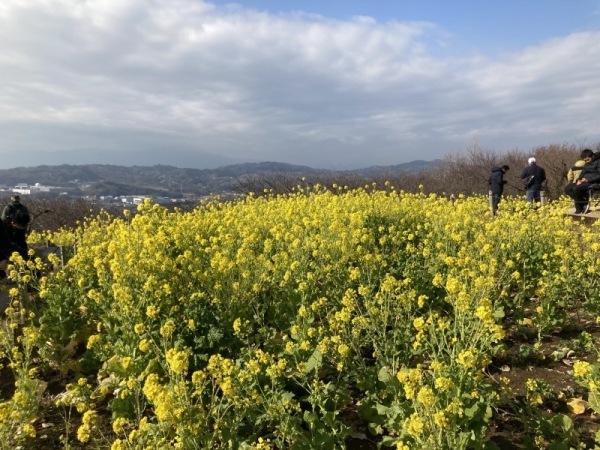 202116菜の花2