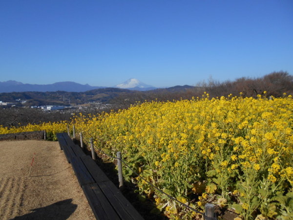 21114菜の花1