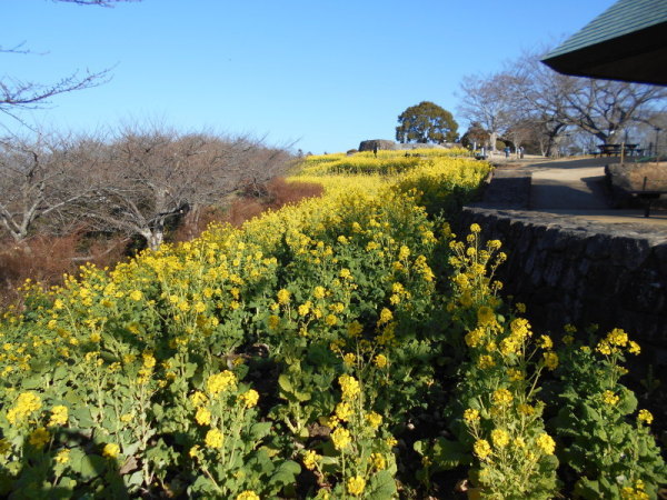 21114菜の花3