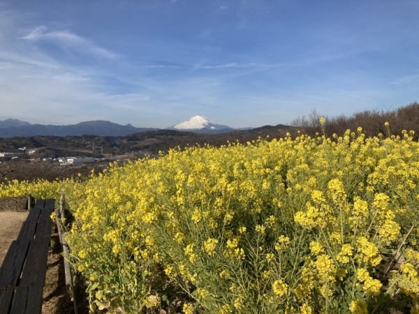 0210菜の花2