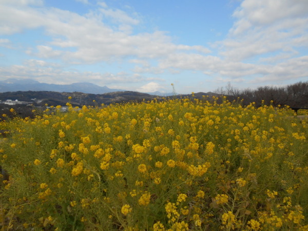 226菜の花1