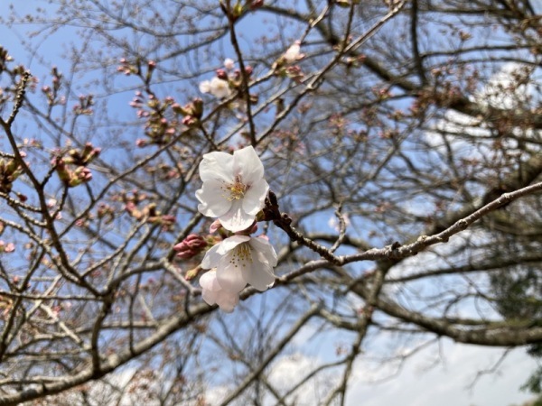 3319桜