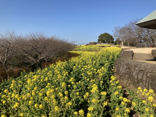 2021菜の花3