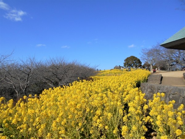 121菜の花2