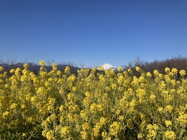 20220217菜の花2