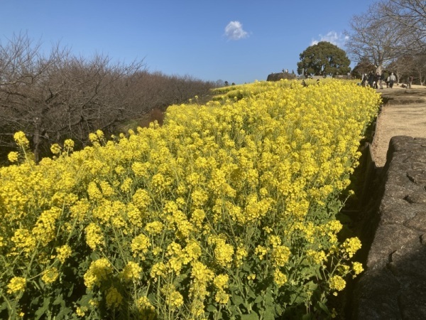 202223菜の花03