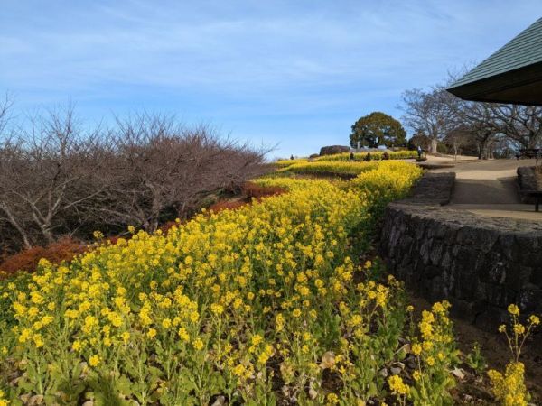 令和5年1月6日の菜の花1