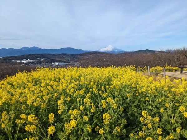 令和5年1月6日の菜の花2