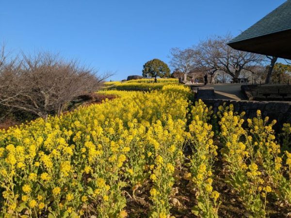 令和5年1月13日の菜の花1