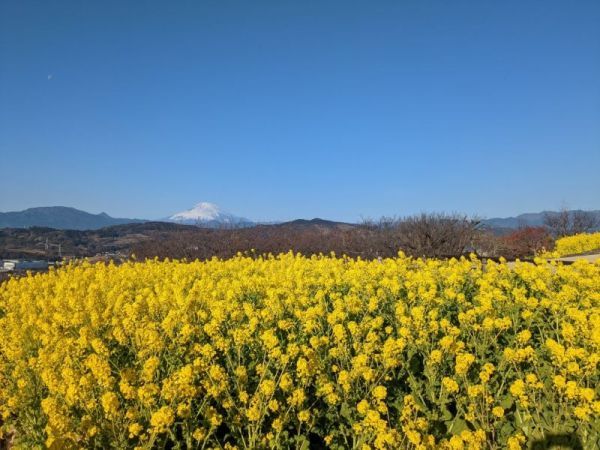 令和5年1月13日の菜の花2