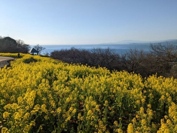 令和5年1月13日の菜の花3