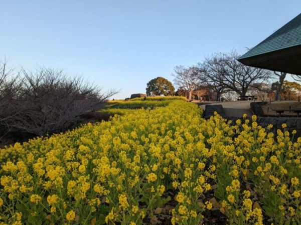 令和5年1月20日の菜の花1