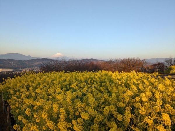 令和5年1月20日の菜の花2