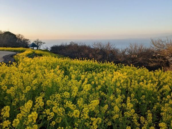 令和5年1月20日の菜の花3