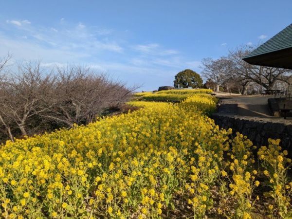 令和5年1月27日の菜の花1