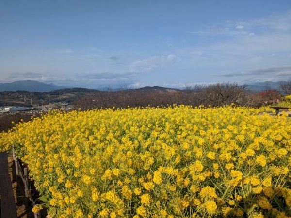 令和5年1月27日の菜の花2