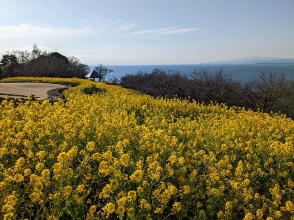 令和5年1月27日の菜の花3