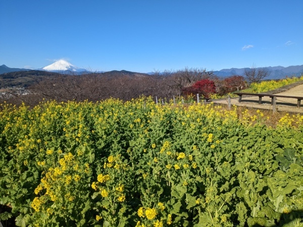 令和4年12月23日の菜の花2