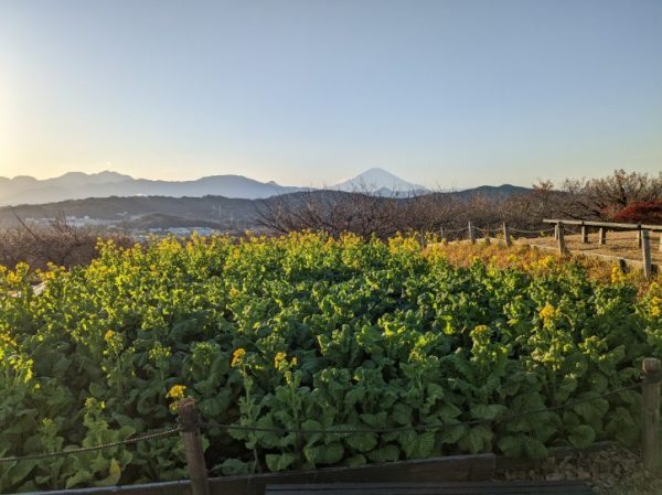 令和4年12月16日の菜の花2