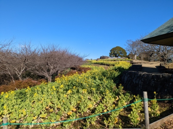 令和4年12月23日の菜の花1