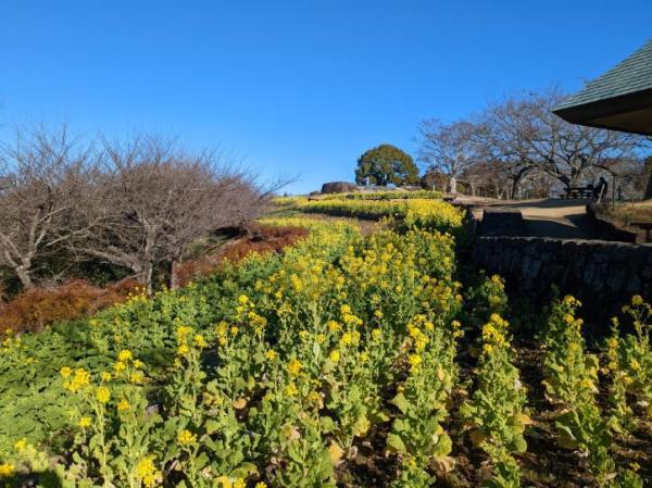 令和4年12月28日の菜の花1