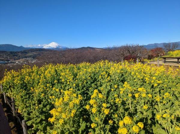 令和4年12月28日の菜の花2