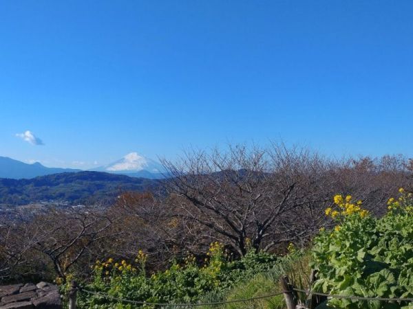 令和4年12月9日の菜の花1