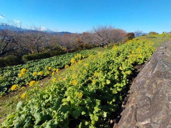 令和4年12月9日の菜の花2