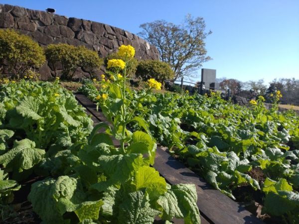 令和4年12月9日の菜の花3