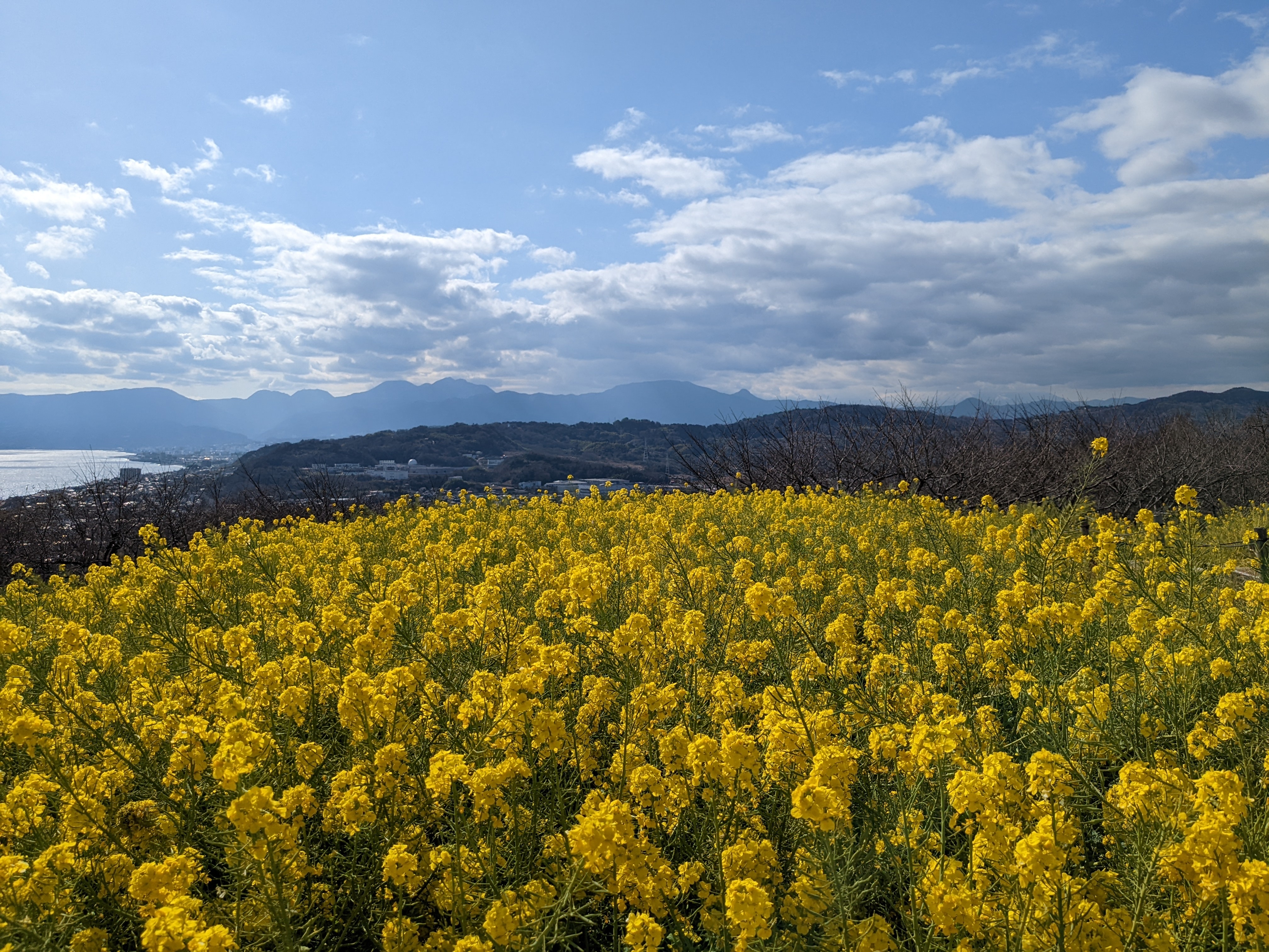 令和5年3月3日の菜の花2