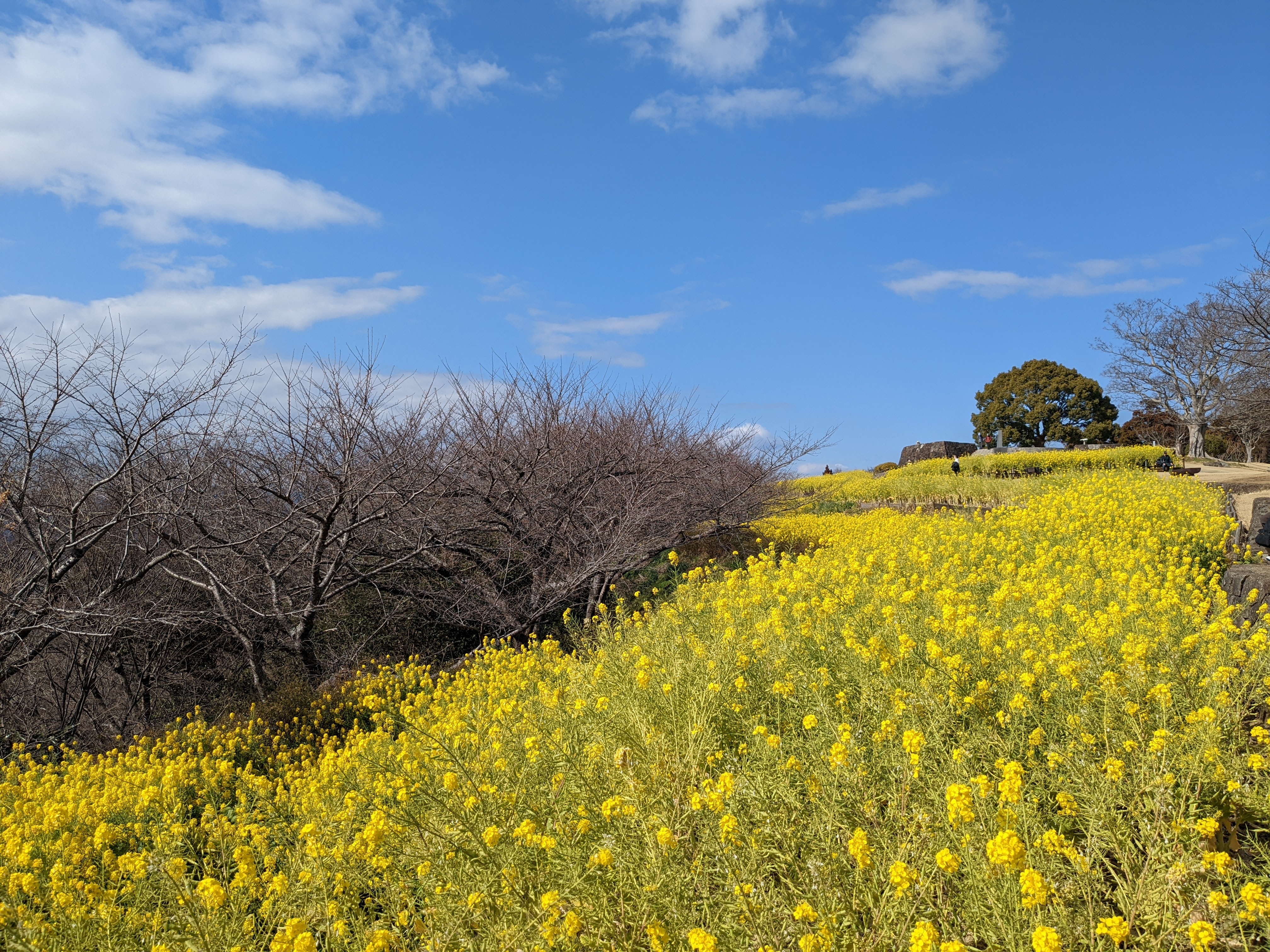 令和5年3月3日の菜の花1