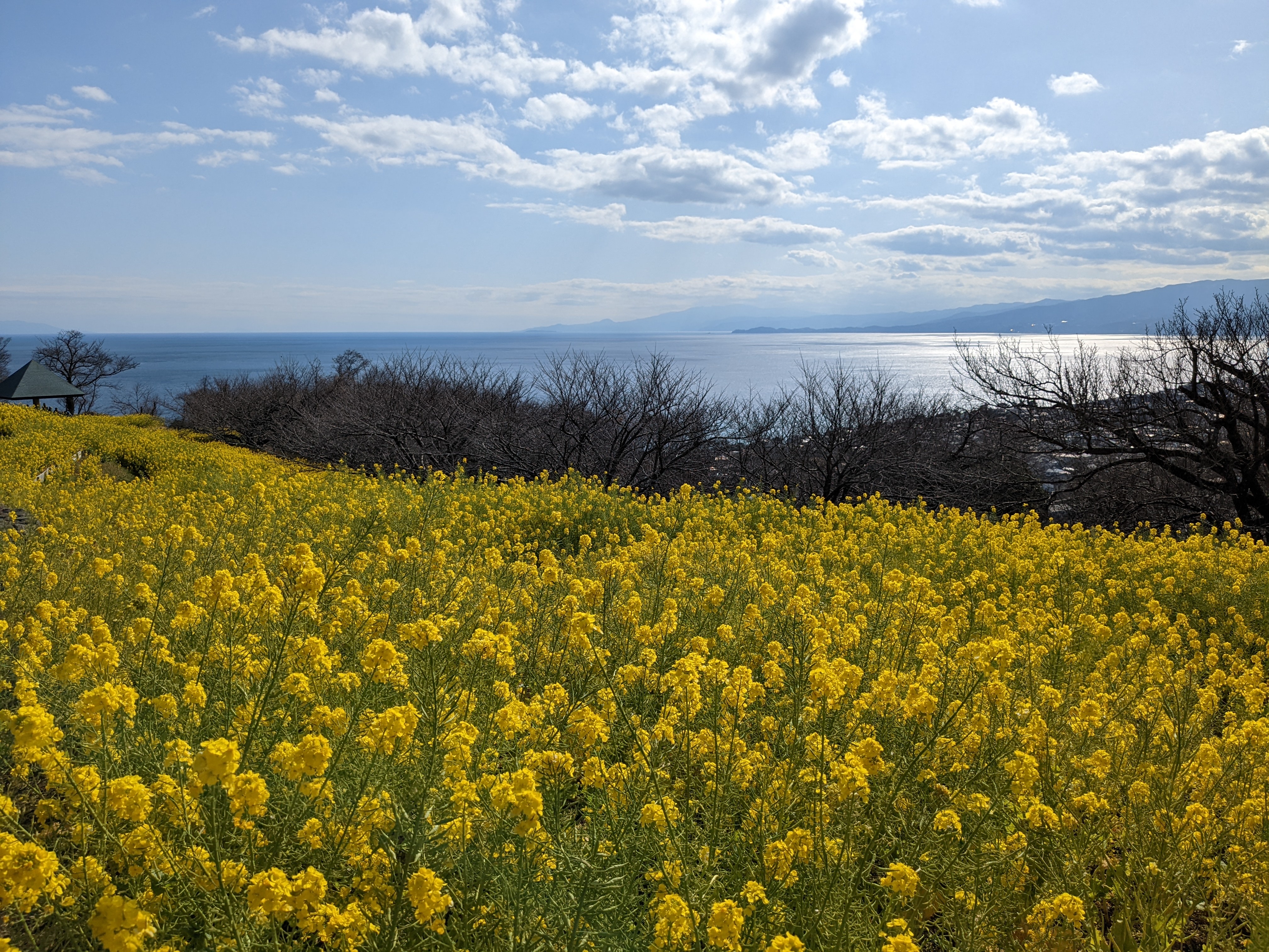 令和5年3月3日の菜の花3