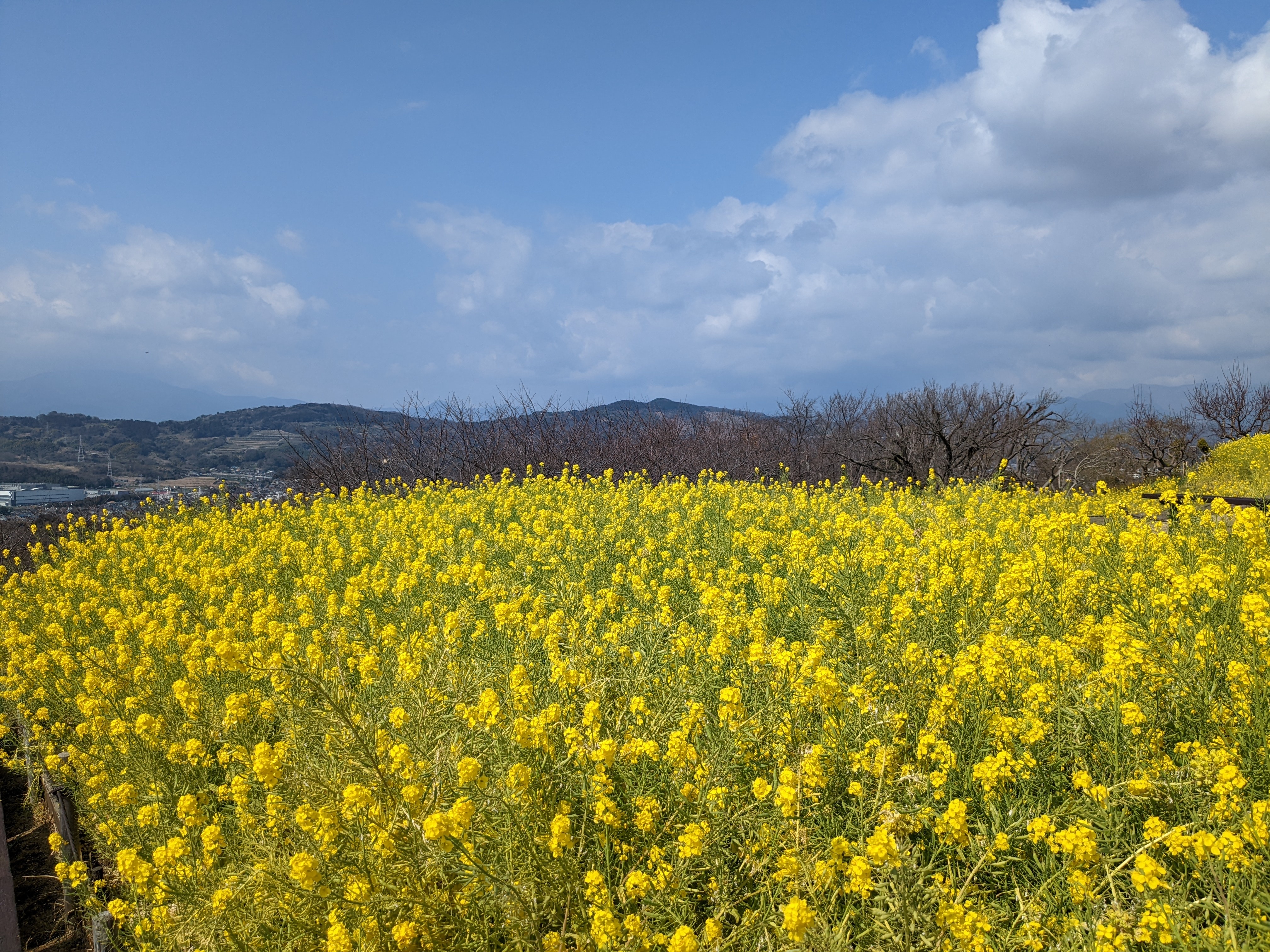 令和5年3月10日の菜の花2